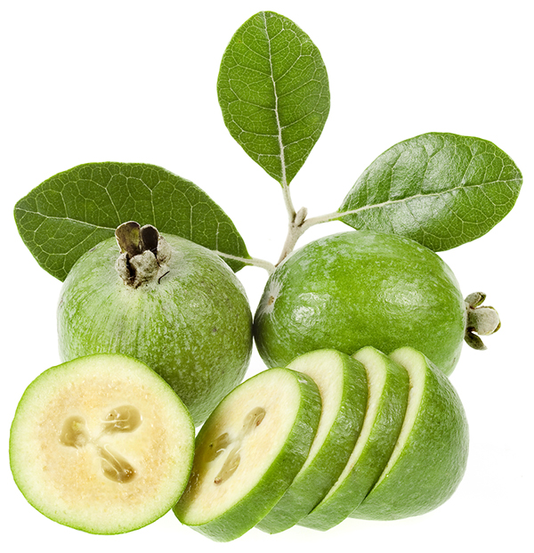 نهال میوه فیجوا یا فوجیا سبز دوساله پربار